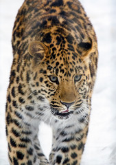 Obraz premium Amur leopard is on the white snow in the winter.