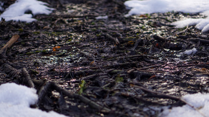 branches in the snow in a winter forest