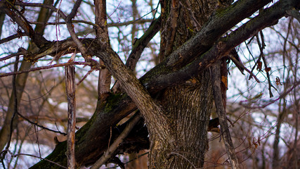 tree fallen on another tree in the winter forest