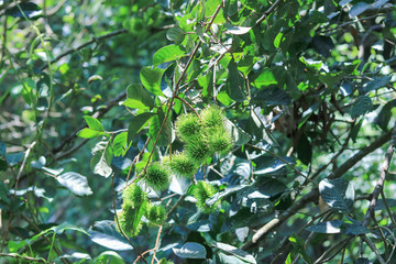 Rambutan planted in the rambutan garden, Fresh Fruit Rambutan Tree in Thailand.