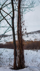 plants in the forest close up in winter