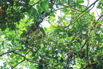 Rambutan planted in the rambutan garden, Fresh Fruit Rambutan Tree in Thailand.