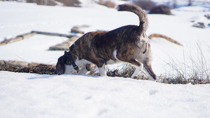 dog running in the snow winter landscape with snow  portrait of a dog