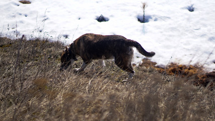 dog running in the snow winter landscape with snow portrait of a dog