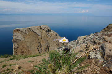 A close up of pale pink flowers of Tripleurospermum Inodorum (scentless false mayweed, scentless or wild chamomile) growing on rocky slopes in the area of Cape Khoboy (Olkhon Island, Baikal Lake)