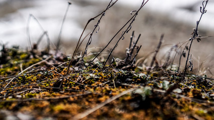  plants close up in winter