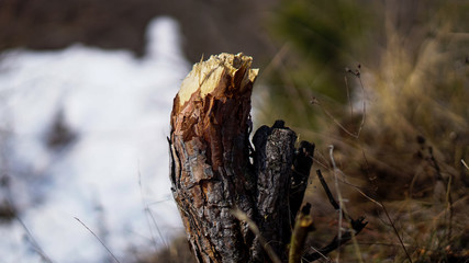 beautifully chopped stump in winter