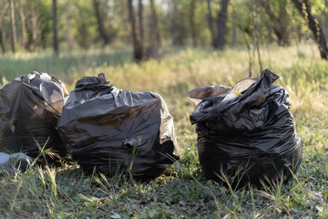 picking up plastic in a trash bin at the park, concept of volunteers.