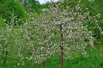 Fototapeta premium appletree in the grass