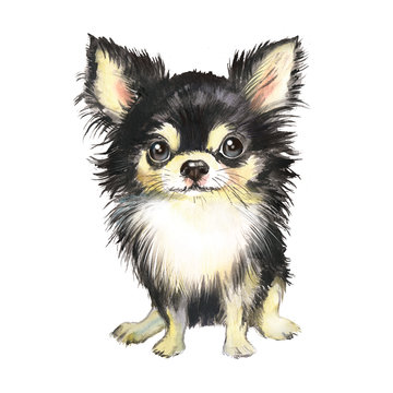 Watercolor illustration of a chihuahua dog, pet, black, puppy, dog, pet, pet portrait, friend, beloved dog, postcard, dog breeder