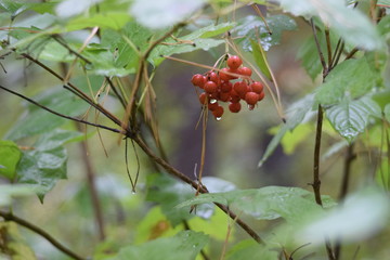 Red berries of viburnum among branches with foliage with drops of water after rain