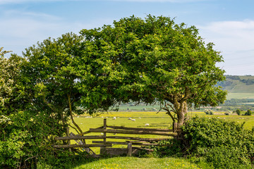 A view in the South Downs in Sussex on a sunny spring day © lemanieh