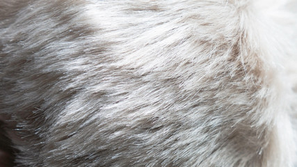 Close-up of white dog fur surface. White fur texture close up, useful as background.