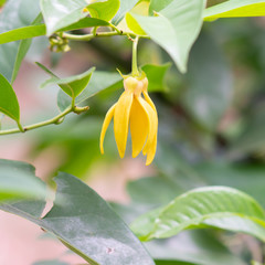 climbing ylang-ylang, climbing ilang-ilang, manorangini, hara-champa , ylang ylang flower blooming on vine