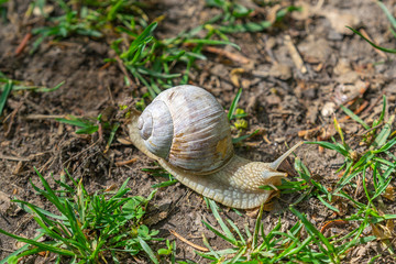 snail on a leaf