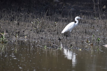 Indian egret is looking for fish