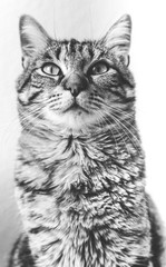 Obraz premium Cat european shorthair 