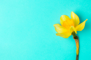 Yellow flower on blue background on a blue background with copyspace.