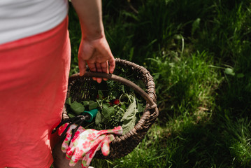 Naklejka premium basket for the garden in a female hand,the basket for the garden is filled with herbs and radishes,full basket for household