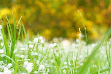 Abstract​ nature background​. Blur focus. Soft focus.