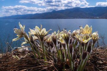 A group of yellow pulsatilla flowers on the shore of Lake Baikal