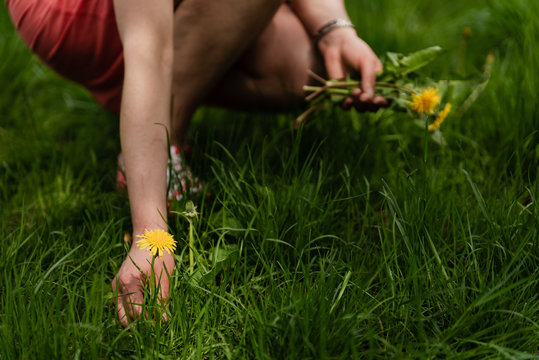 woman picks a camomile,closeup hand picking daisy flower,yellow daisy flower,healing chamomile,woman blows dandelion