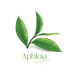 Aphloia Theiformis ,Malagasy tea Moisture Essence Natural Skin Care Cosmetic.