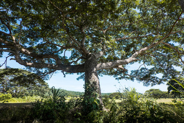 Green big Samango tree