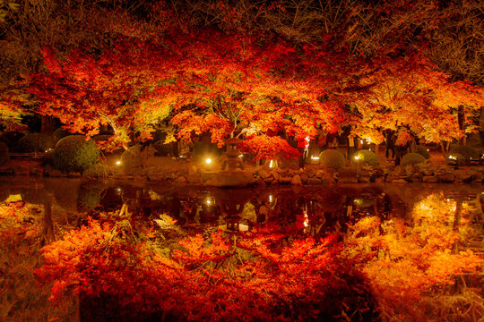 京都　東寺の紅葉