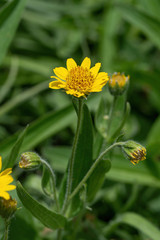 Close view of yellow Arnica(Arnica Montana) herb blossom.Shallow depth of field