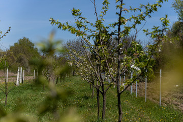 Blooming trees in orchard. Flowering concept in spring