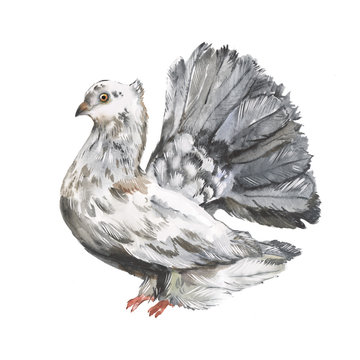 Watercolor illustration of a pigeon bird, picture with a bird