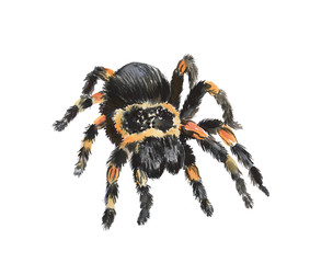 Watercolor illustration of a tarantula spider, spider, pet