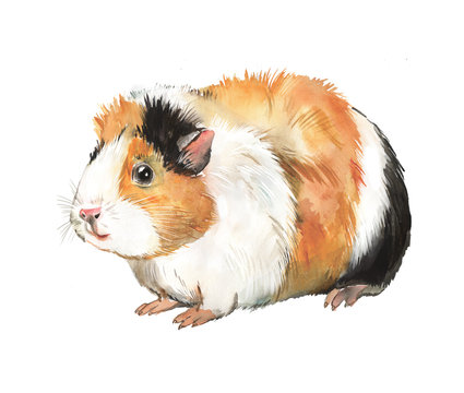 Watercolor illustration of a guinea pig pet, red and white coloring, rodent