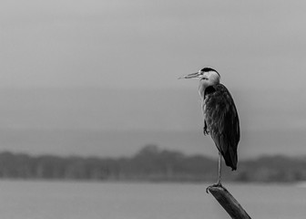  heron on a stick over-looking a lake