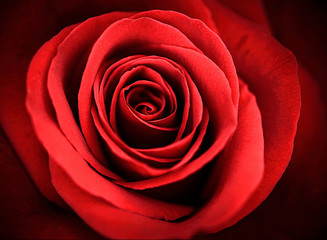 beauty m acro of a red rose
