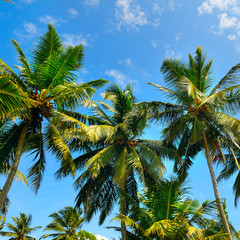 Obraz na płótnie Canvas Palm trees with beautiful sky view.