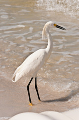 Front view, close distance of, a snowy egret walking a tropical shoreline, searching for next meal, in the tropical waters, of the gulf of Mexico