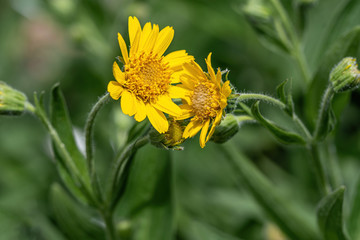 Close view of yellow Arnica(Arnica Montana) herb blossom.Shallow depth of field