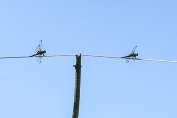 Two Dragonflies on a rope against the blue sky
