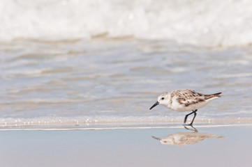 Front view, medium distance of a Plover seabird, walking a sandy, topical shoreline, searching for small sand clams in the gulf of Mexico on a sunny day