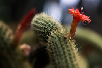 Red flower groing on a cactus