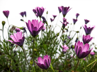 Obraz na płótnie Canvas violet flowers with white background