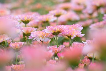 Abstract​ background​ beautiful​ flowers​ with sunlight in the garden​. Blur focus. Soft focus