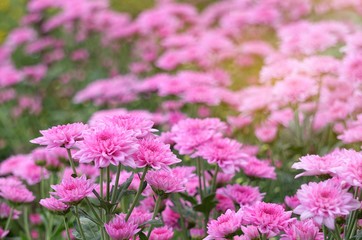 Abstract​ background​ beautiful​ flowers​ with sunlight in the garden​. Blur focus. Soft focus