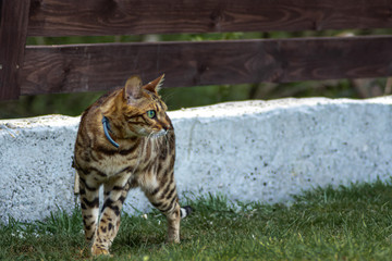 portrait of a bengal cat