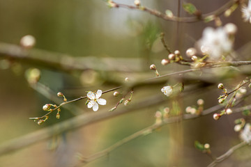 cherry tree in spring