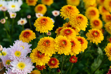Chrysanthemums bloom in the autumn garden.