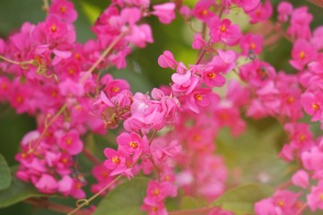 Abstract​ background​ beautiful​ flowers​ with sunlight in the garden​. Blur focus. Soft focus