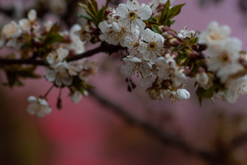 cherry tree in spring